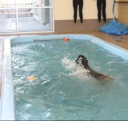 Rottweiler Quantum swimming