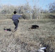 Rottweiler Quantum tracking