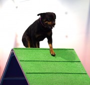 Rottweiler Vegas climbs the A frame