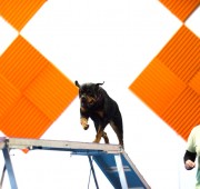 Rottweiler Vegas on the Dog Walk