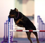 Rottweiler Vegas takes an agility jump