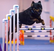 Rottweiler Vegas competes in Agility