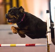 Rottweiler Vegas competes in Agility