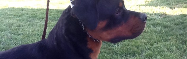 Rottweiler Eli