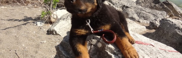 Rottweiler Puppy Fuzzball at the beach
