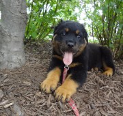 Rottweiler Puppy Fuzzball
