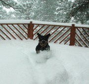 Rottweiler Moxie in Snow