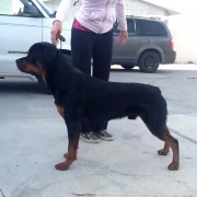 Rottweiler - Eli