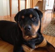 young rottweiler - Enzo