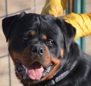 Male Rottweiler Gibbs