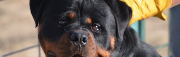 Male Rottweiler Gibbs