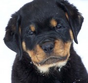 Rottweiler Puppy Moxie