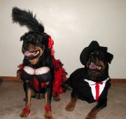 Rottweilers in costume - Moxie dancehall girl and Zephyr as the gambler