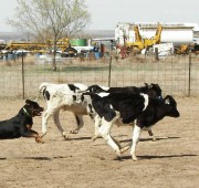 Rottweiler Moxie herds Cattle