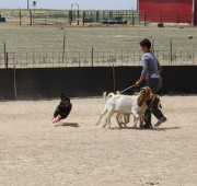 Takoda puts the moves on some sheep
