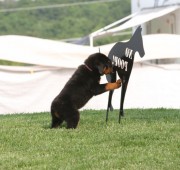 rottweiler puppy - Takoda at 8 weeks