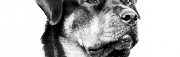 Rottweiler - Athena head study