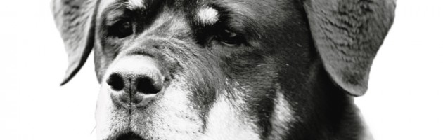 Rottweiler - Quantum - Black & White Head Study