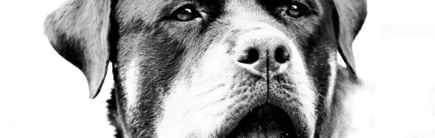 Rottweiler Takoda - Black and White head shot