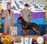 Rottweiler - Takoda take Best of Winners at the Peak to Peak show - Major pts