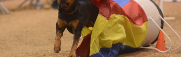 Rottweiler Clipper blasts out of the tunnel to earn a double Q