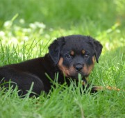 Rottweiler Puppy - Gibbs