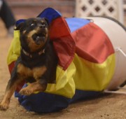 Rottweiler Maggie speeds out of the chute on her way to MACH 5