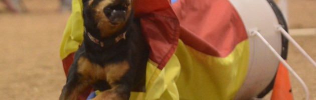 Rottweiler Maggie speeds out of the chute on her way to MACH 5