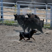 How much fun can a working rottweiler have?