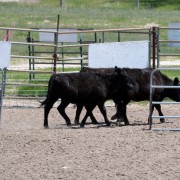 Rottweiler Zephyr pens Cows as he works to his herding championship