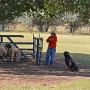 Rottweiler - Zephyr pens sheep