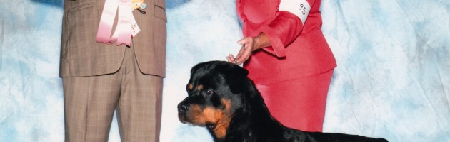 Rottweiler Zephyr Veteran class winner - Mile High Specialty