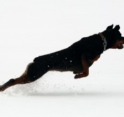 Rottweiler Athena - Snow Agility Anyone?