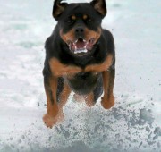 Rottweiler - Athena - surfing the snow wave