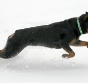 Rottweiler - Takoda - Playing in the snow