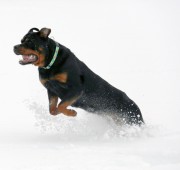 Rottweiler - Takoda - Playing in the snow