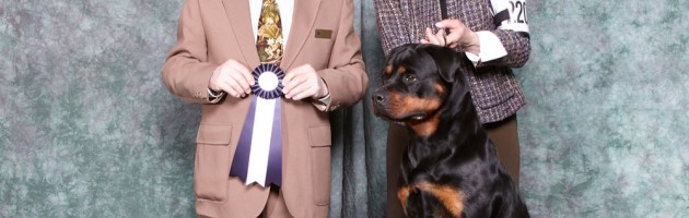 Rottweiler Takoda earns her Rally Novice Title at the 2014 - ARC National Specialty