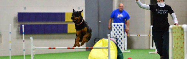Rottweiler Athena soars over an agility jump at the 2014 ARC National Specialty
