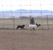 Rottweiler Gibb earns his PT herding goats