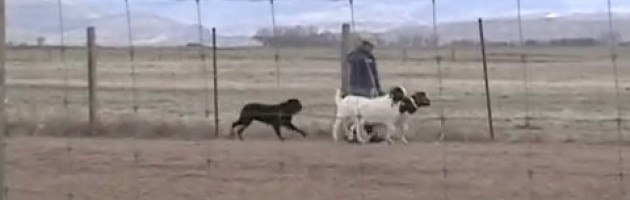 Rottweiler Gibb earns his PT herding goats