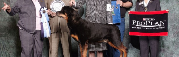 Ch. Maplemor’s All American v Evrmor (SAM) earns an ARC Select at age 12