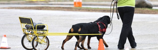 Rottweilers Takoda & Blast work in Carting at the 2014 ARC National Specialty
