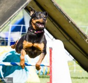 Rottweiler Athena clears a bar jump in agility - photo credit Bev Holoboff