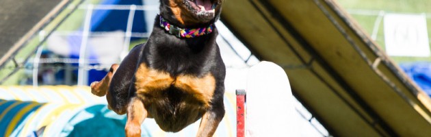 Rottweiler Athena clears a bar jump in agility - photo credit Bev Holoboff