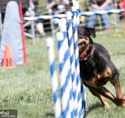 Rottweiler Agility - Athena Runs the Weaves - photo credit Bev Holoboff