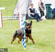 Rottweiler Agility - Athena Runs the Weaves photo credit Bev Holoboff