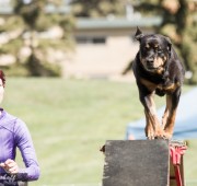 Rottweiler Veteran Brita does the dog walk in Agility - photo credit Bev Holoboff