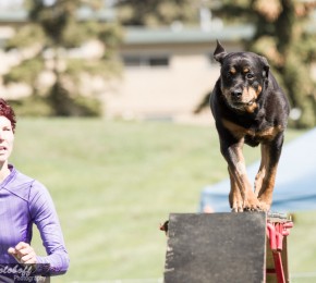 Rottweiler Veteran Brita does the dog walk in Agility - photo credit Bev Holoboff