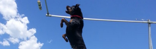Rottweiler Clipper - Extreme Vertical Dock Diving