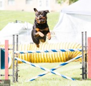 Rottweiler Takoda takes a jump with room to spare in Agility - photo credit Bev Holoboff
